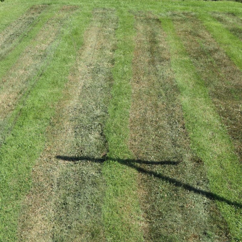 A Lawn 1 Hour After Weeding