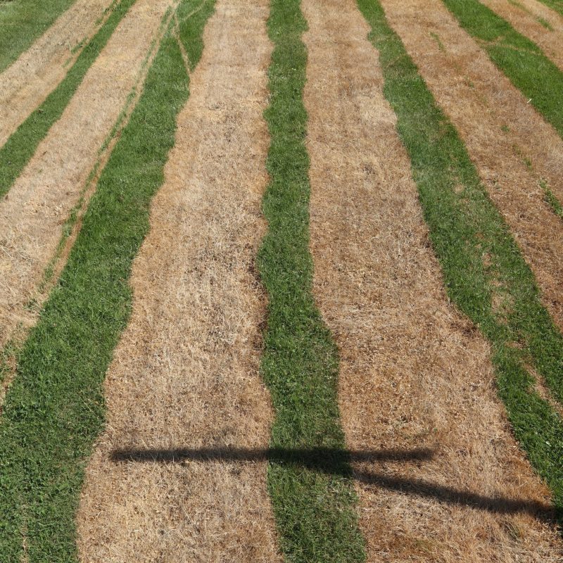 A Lawn 4 Days After Weeding